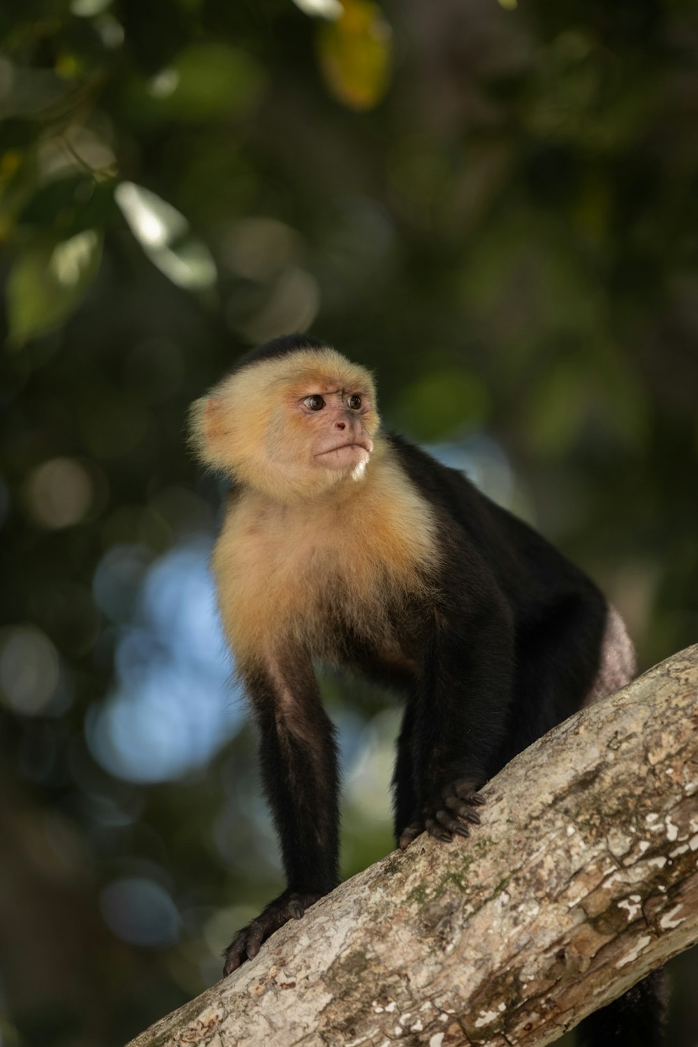 a monkey sitting on top of a tree branch