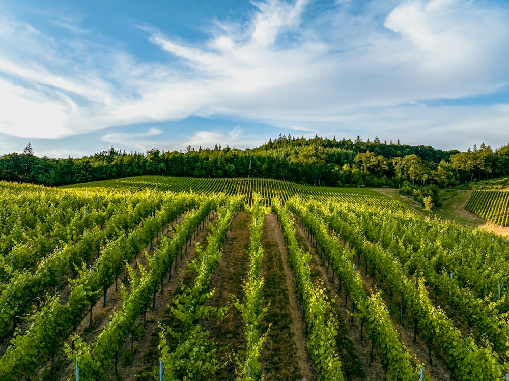 a large field of green plants under a blue sky