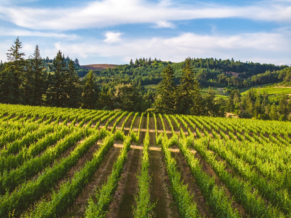 a lush green field with trees in the background