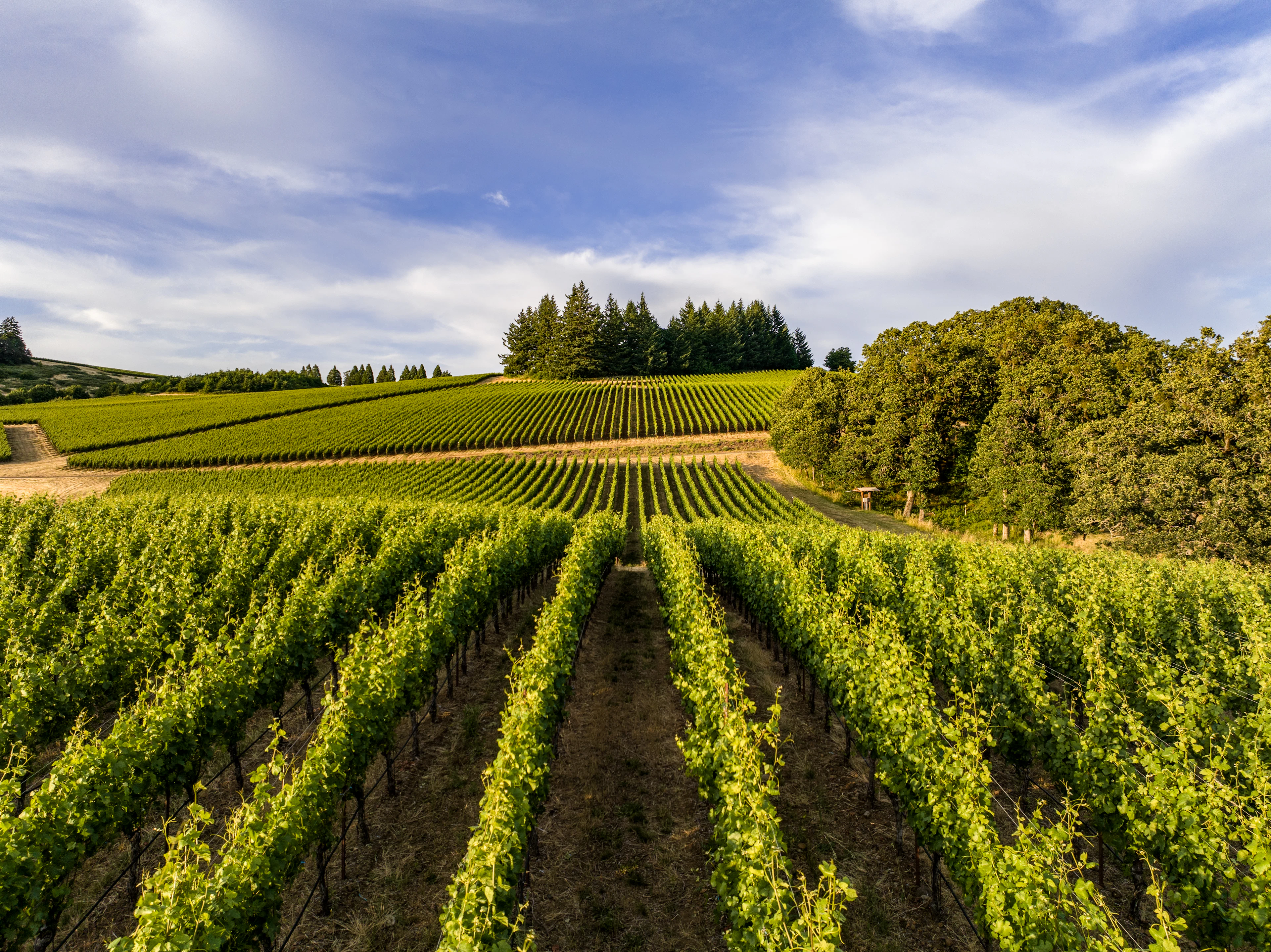 Rows of grapevines beside an Oregon white oak in the Willamette Valley