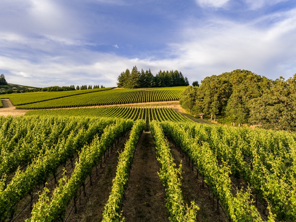 a large field of green plants with trees in the background