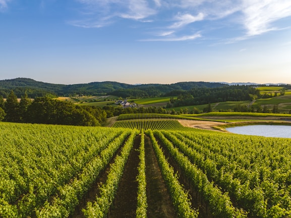Rows of vibrant green grapevines stretch across a sprawling vineyard under a clear blue sky. Rolling hills provide a scenic backdrop, dotted with patches of trees and a small pond to the right. Off in the distance, a few houses are nestled among the hills.