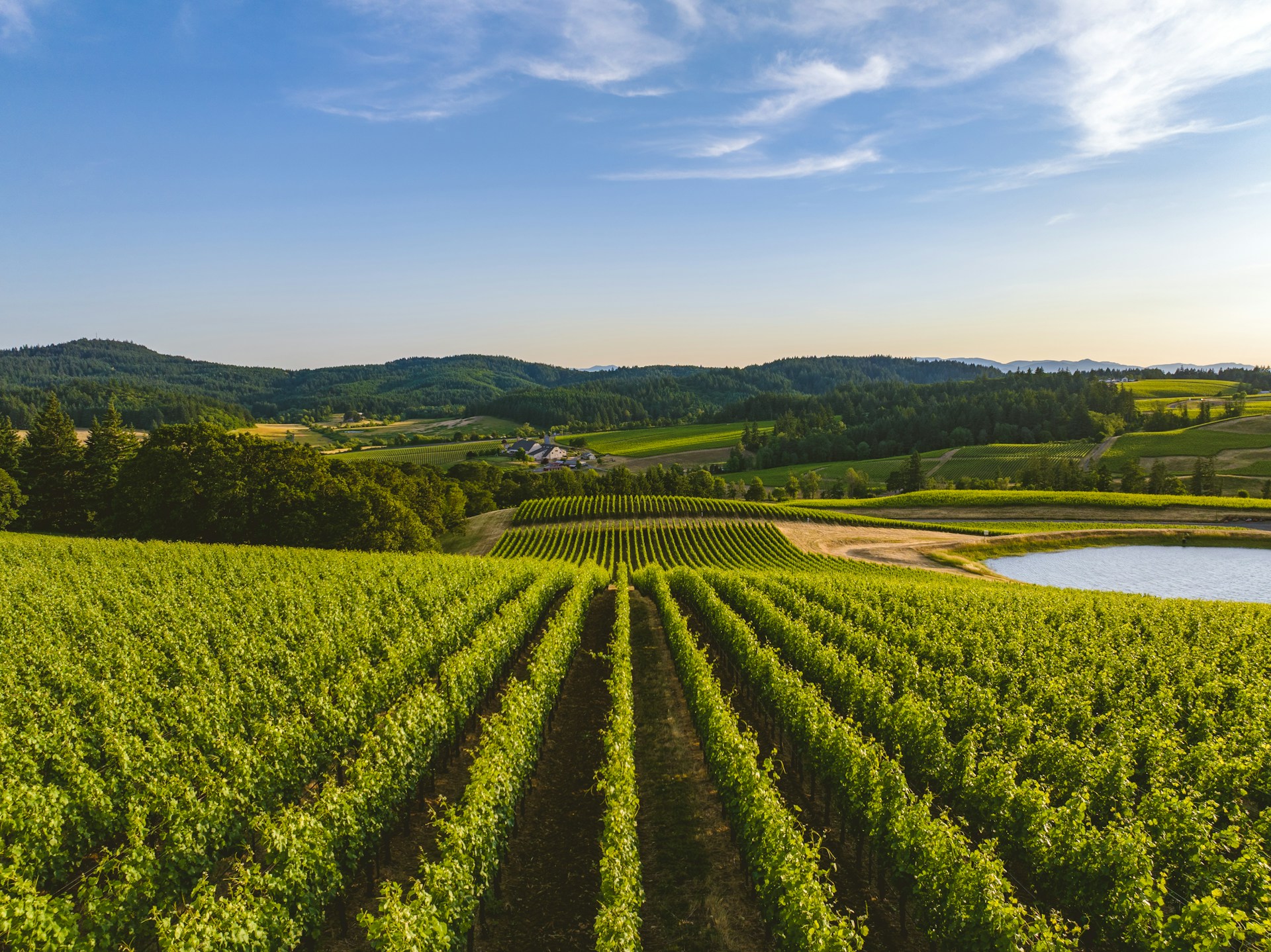 a large field of green plants next to a lake