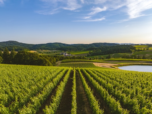 Willamette Valley vineyard landscape in Oregon
