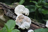 Several white, circular fungi with textured surfaces are growing on a piece of damp, moss-covered wood in a forest setting. Green leafy plants surround the log, creating a natural backdrop.