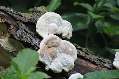 Several white, circular fungi with textured surfaces are growing on a piece of damp, moss-covered wood in a forest setting. Green leafy plants surround the log, creating a natural backdrop.