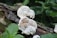 Several white, circular fungi with textured surfaces are growing on a piece of damp, moss-covered wood in a forest setting. Green leafy plants surround the log, creating a natural backdrop.