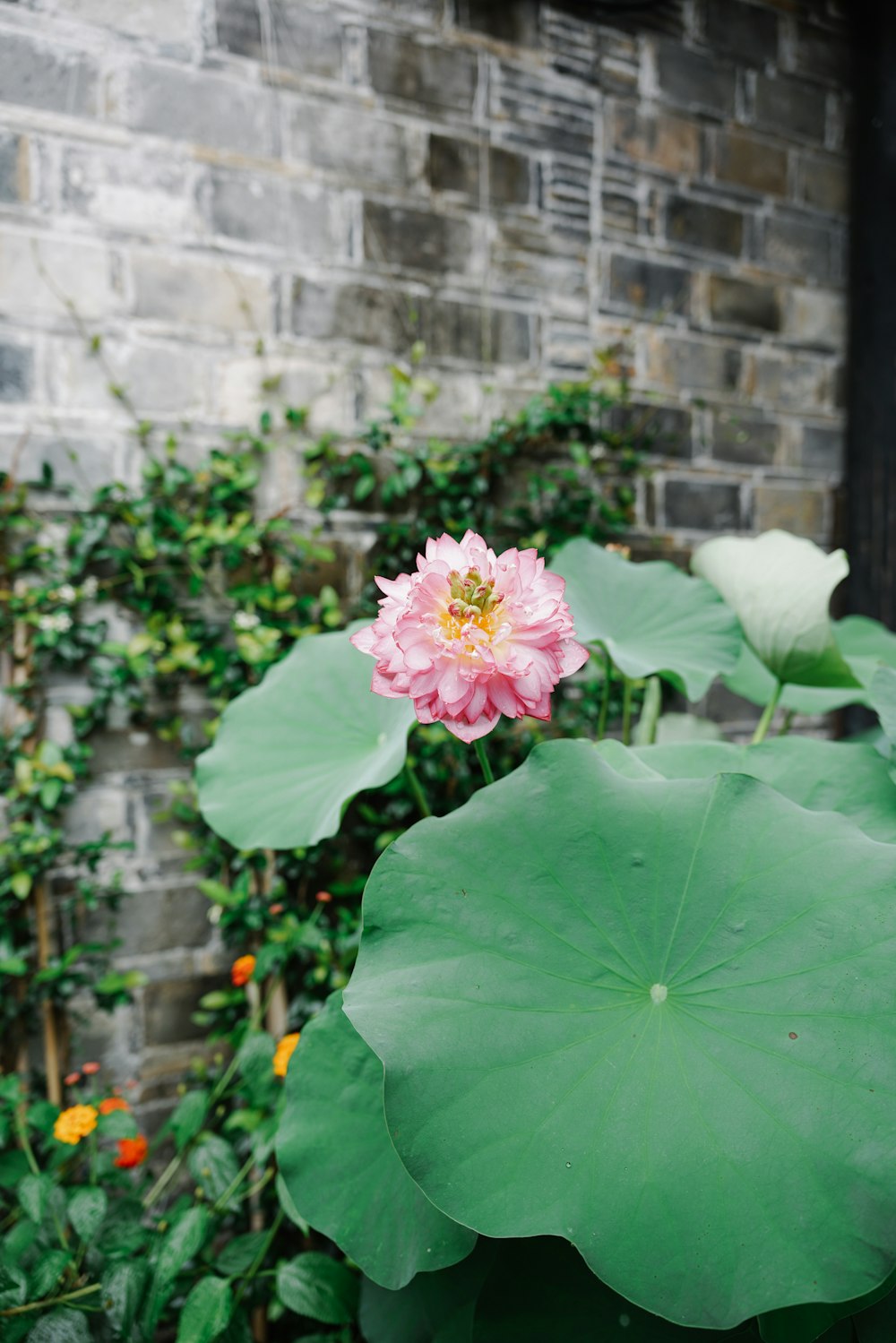 a pink flower sitting on top of a green leafy plant