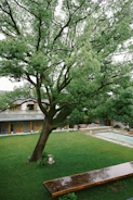 A serene courtyard with a large, lush green tree at its center, surrounded by a well-maintained lawn. In the background, there is a building with multiple wooden doors and a balcony with railing. A narrow pathway and a rectangular pool add to the tranquil ambiance.