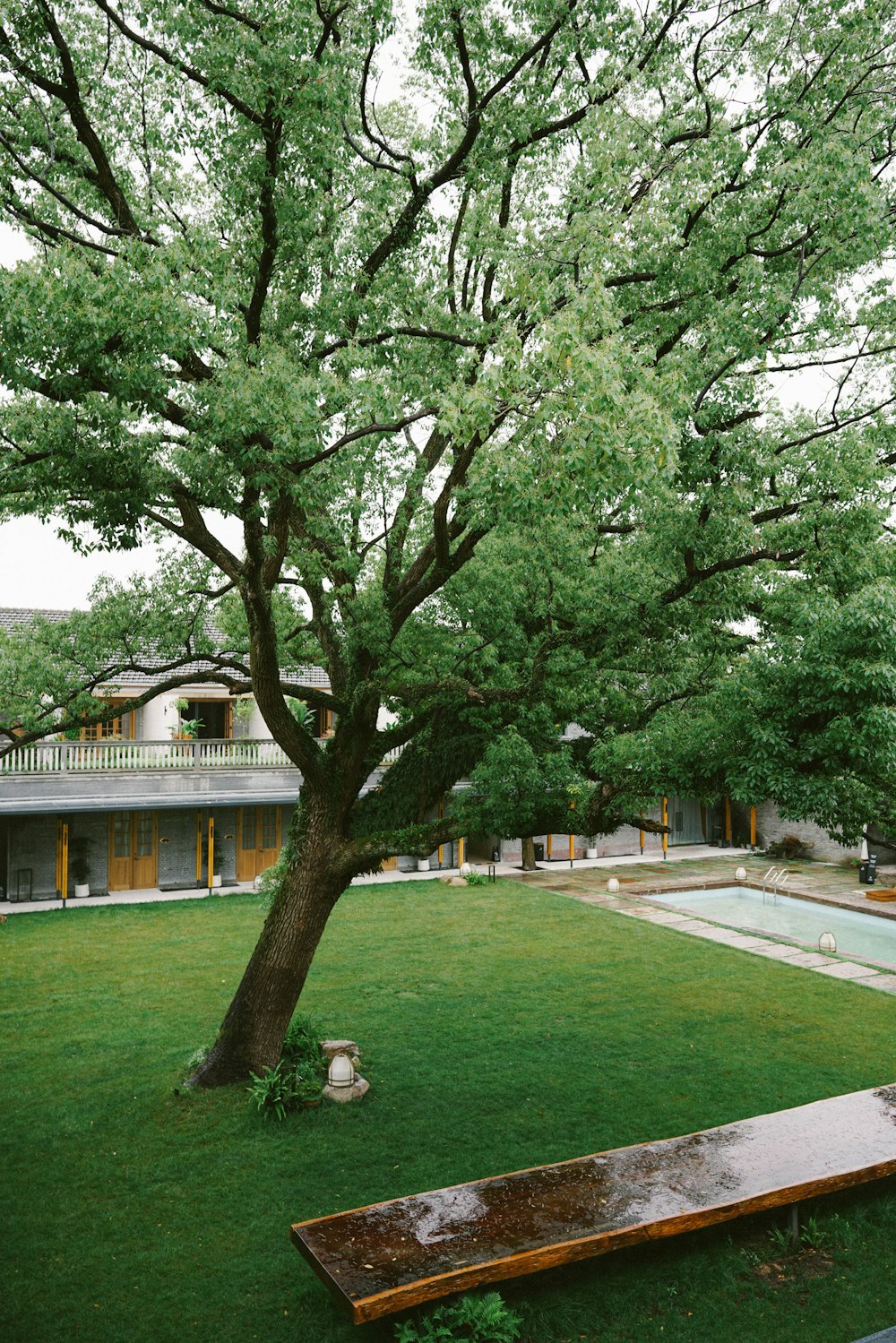 a large tree sitting in the middle of a lush green field