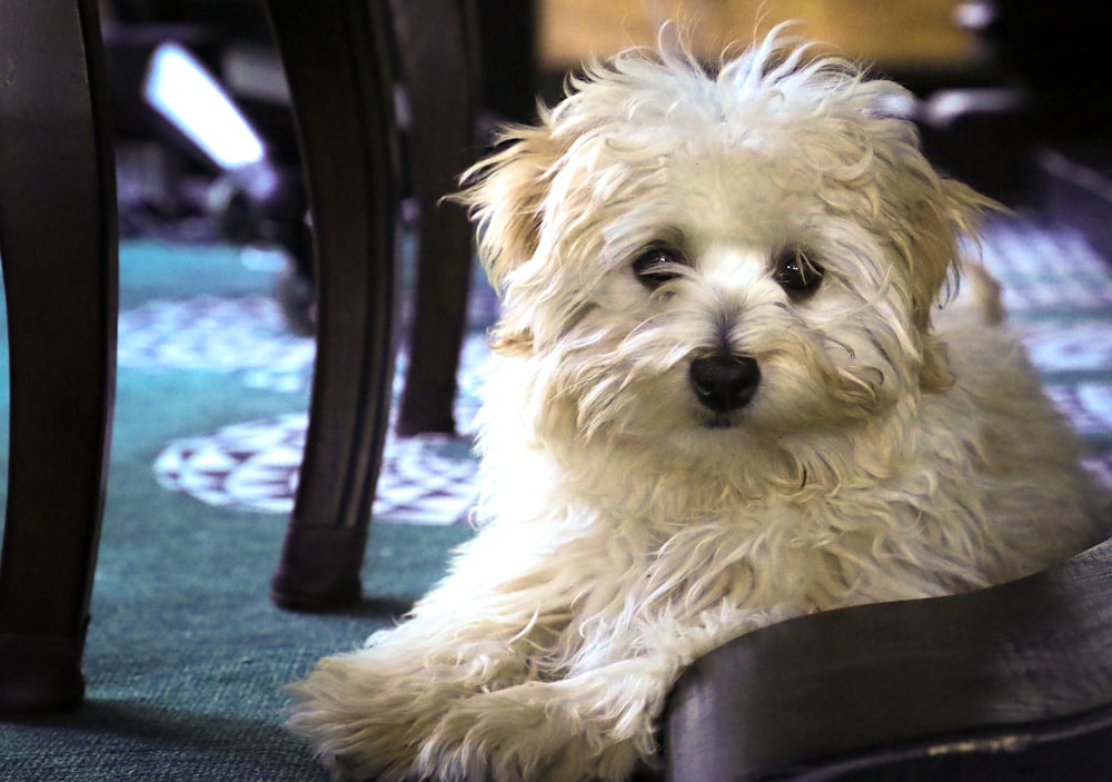 a small white dog sitting under a table