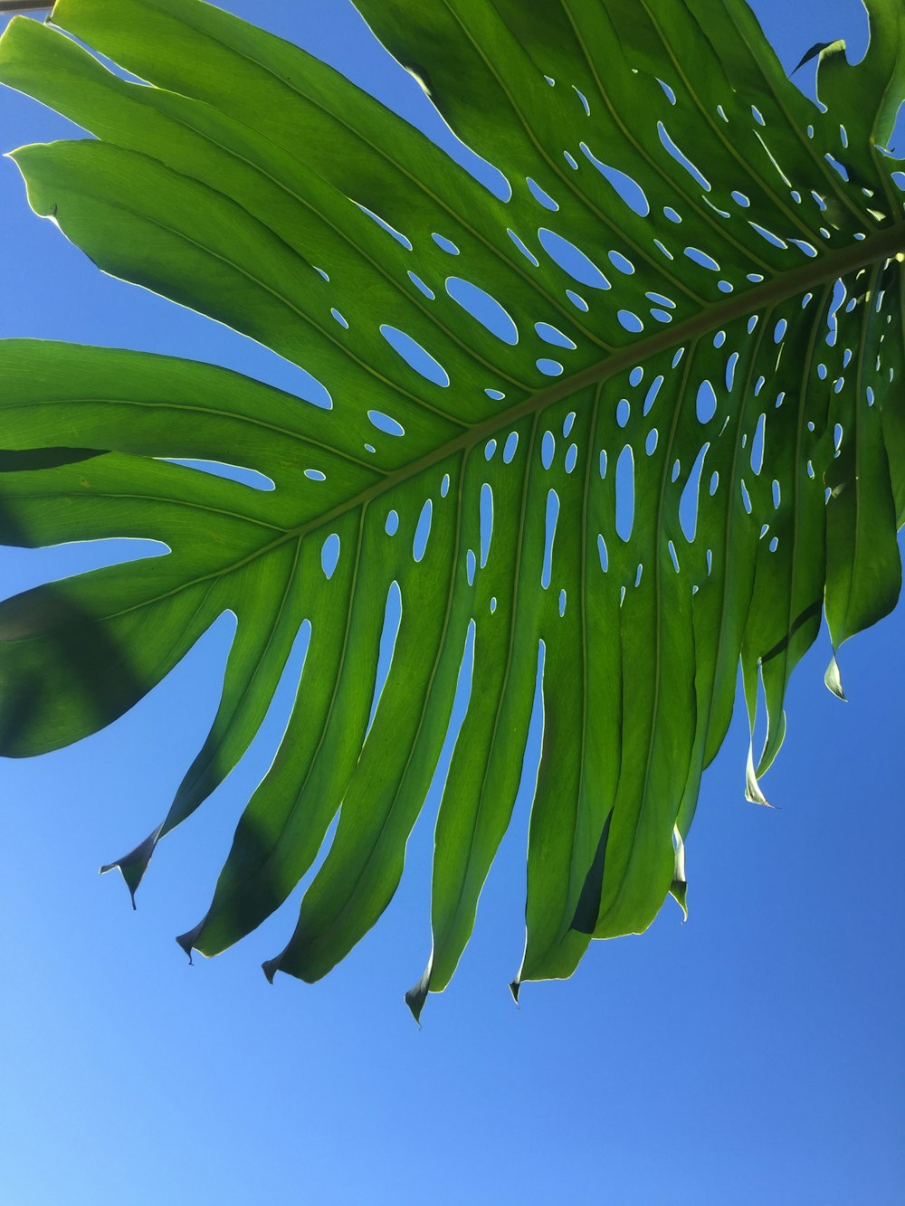 a close up of a green leaf against a blue sky