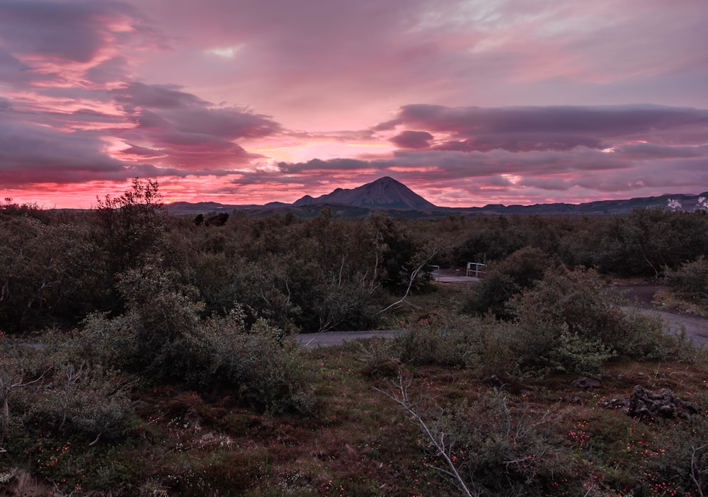 a dirt road in a field with a mountain in the background