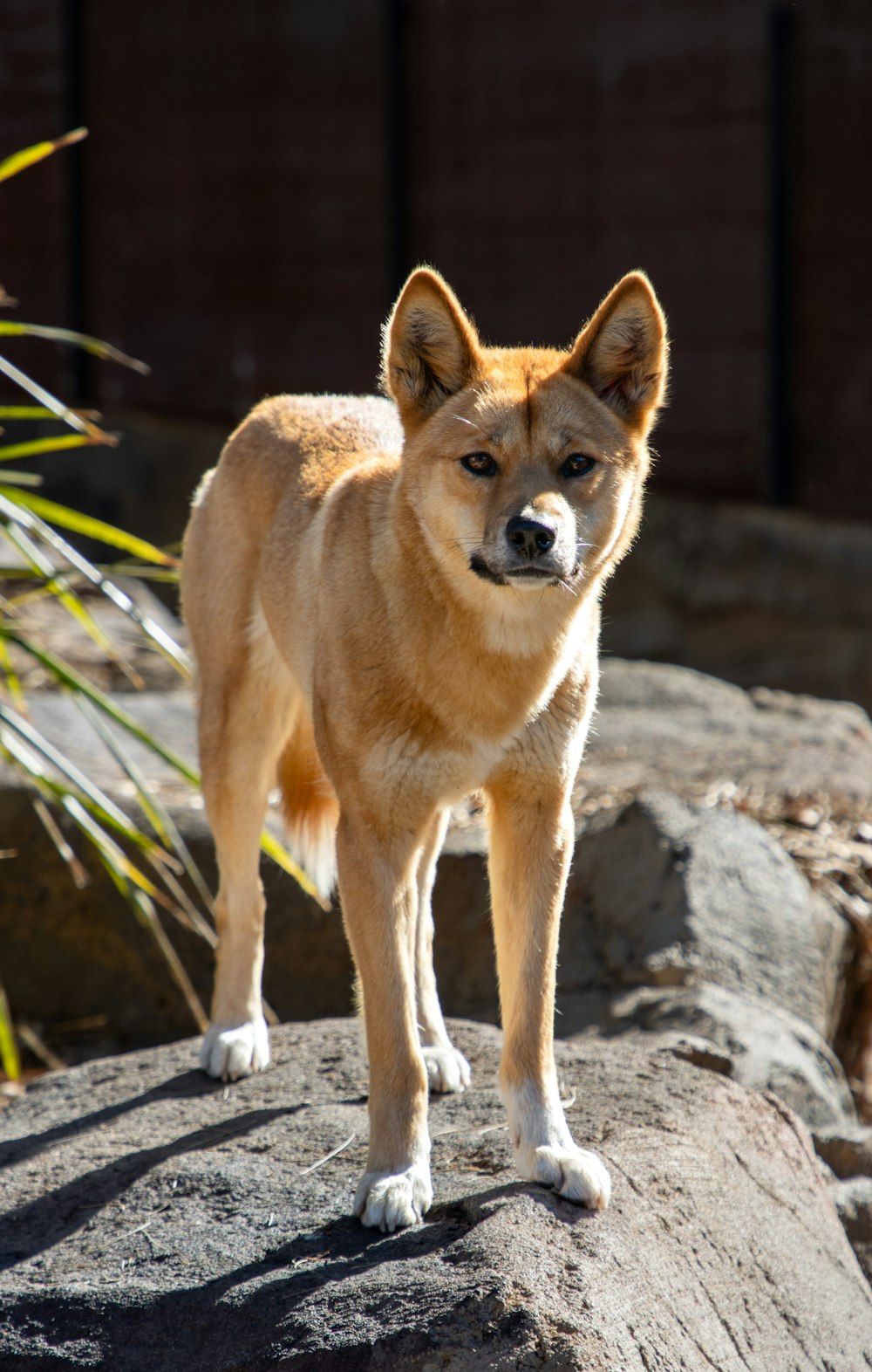 a dog standing on top of a rock