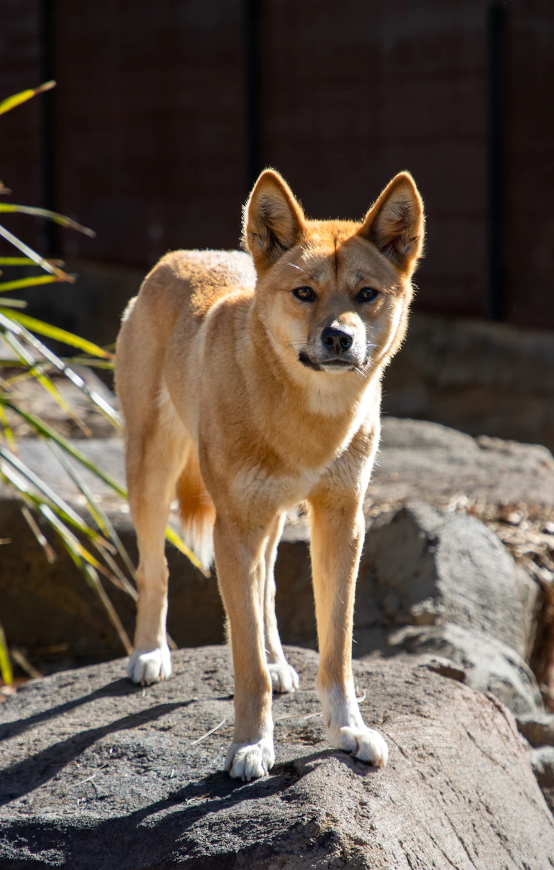 Dingo (Canis dingo) in natural habitat