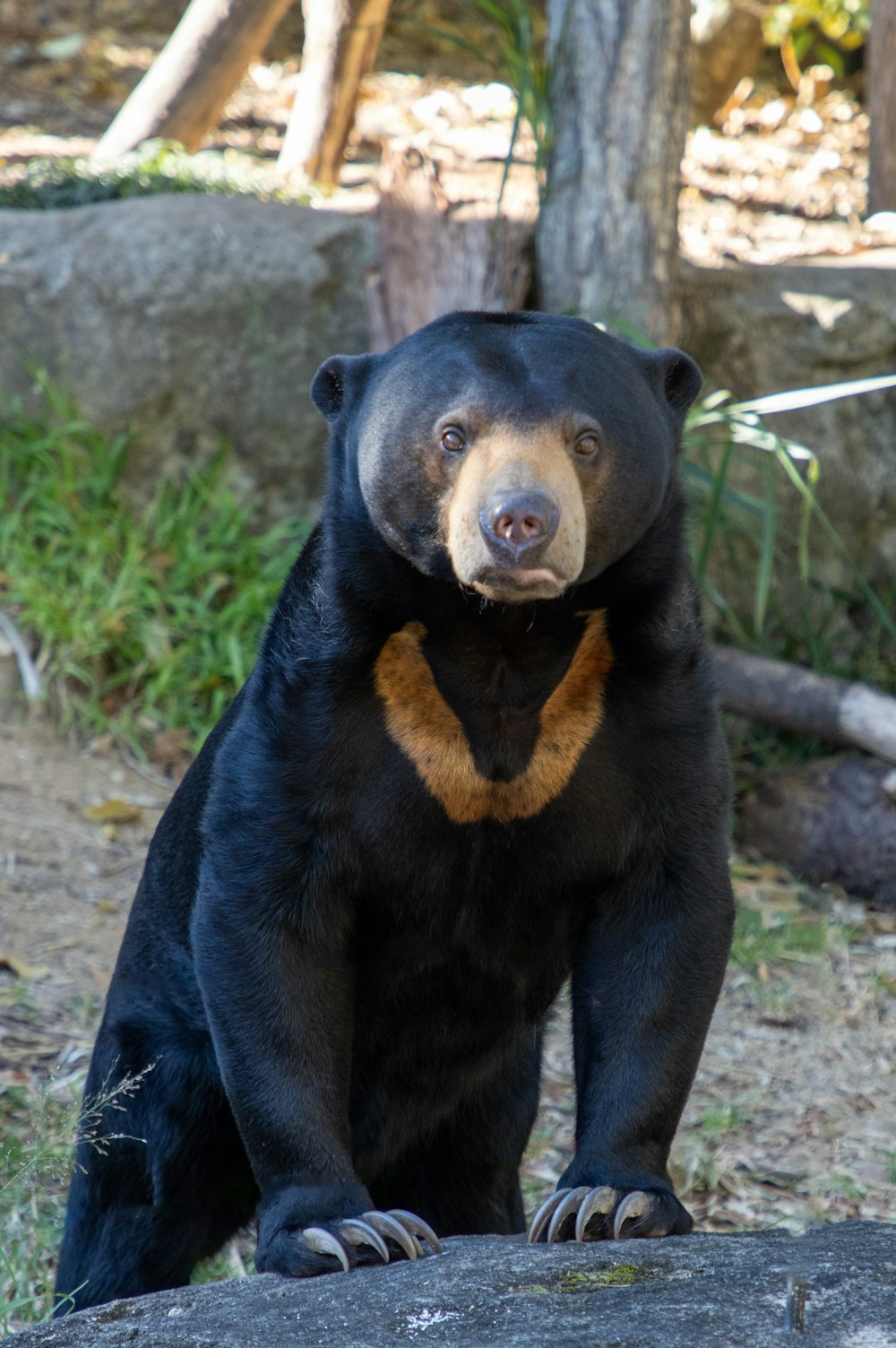 a large black bear standing on top of a rock