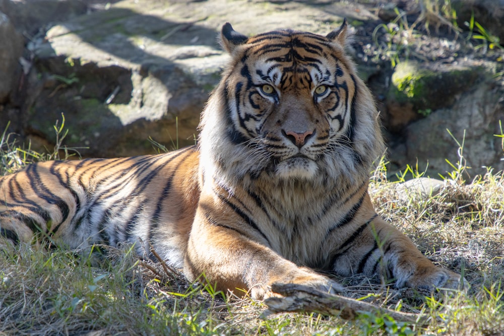 a tiger laying on the ground in the grass