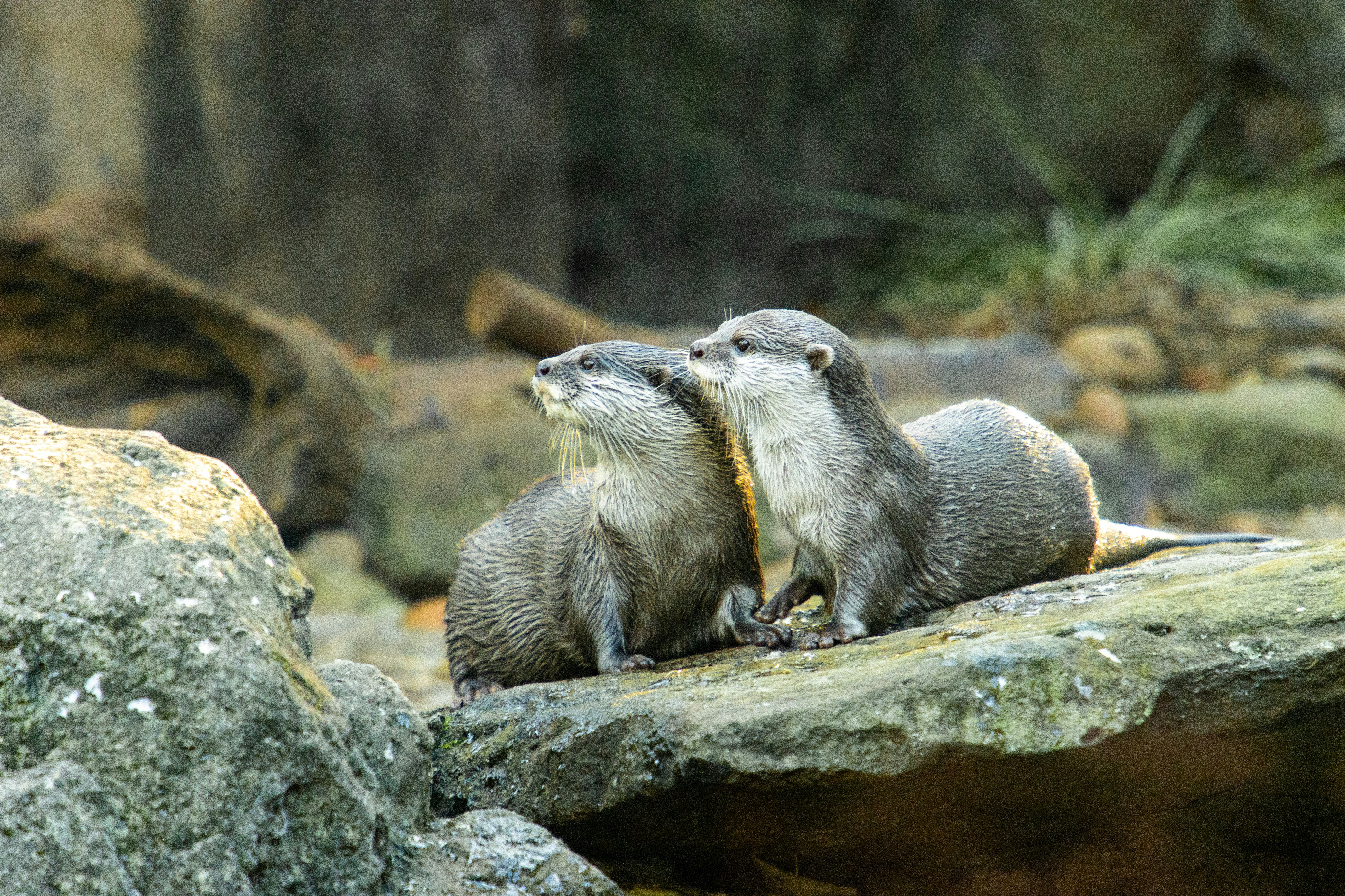 a couple of otters standing on some rocks