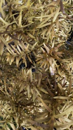 Close-up of dried herbs and plant samples arranged for scientific analysis