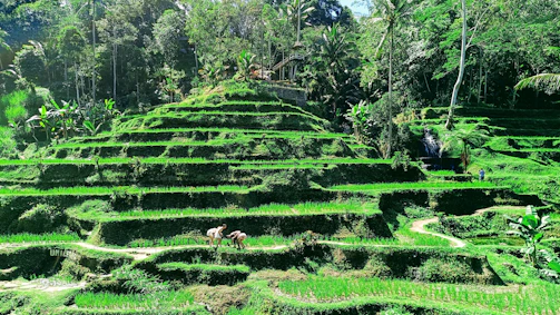 Farmers harvesting fresh produce by hand amidst the natural beauty of the terraced fields.