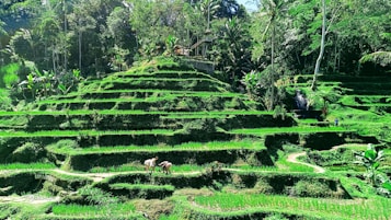 Lush green terraced rice fields are surrounded by tropical trees and vegetation. Two people are seen working in the fields, highlighting a sense of activity and agriculture. A small waterfall adds a natural feature to the landscape.