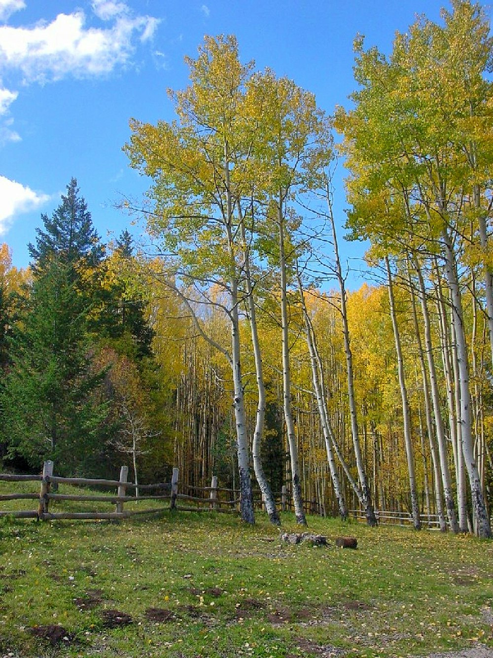 a field with trees and a fence in the background