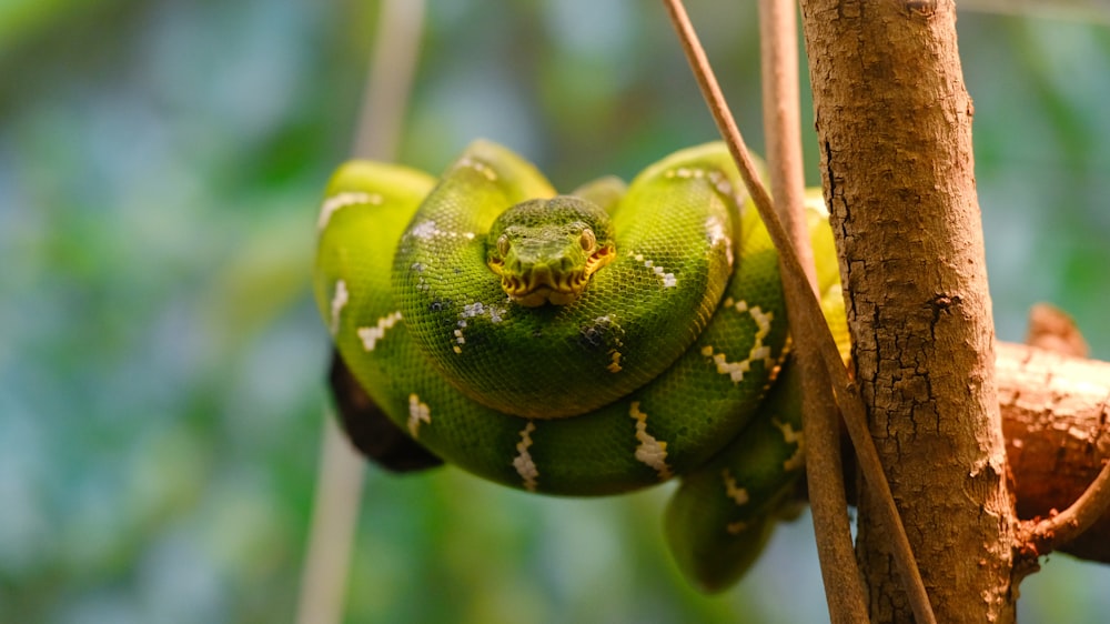a green snake curled up on a tree branch