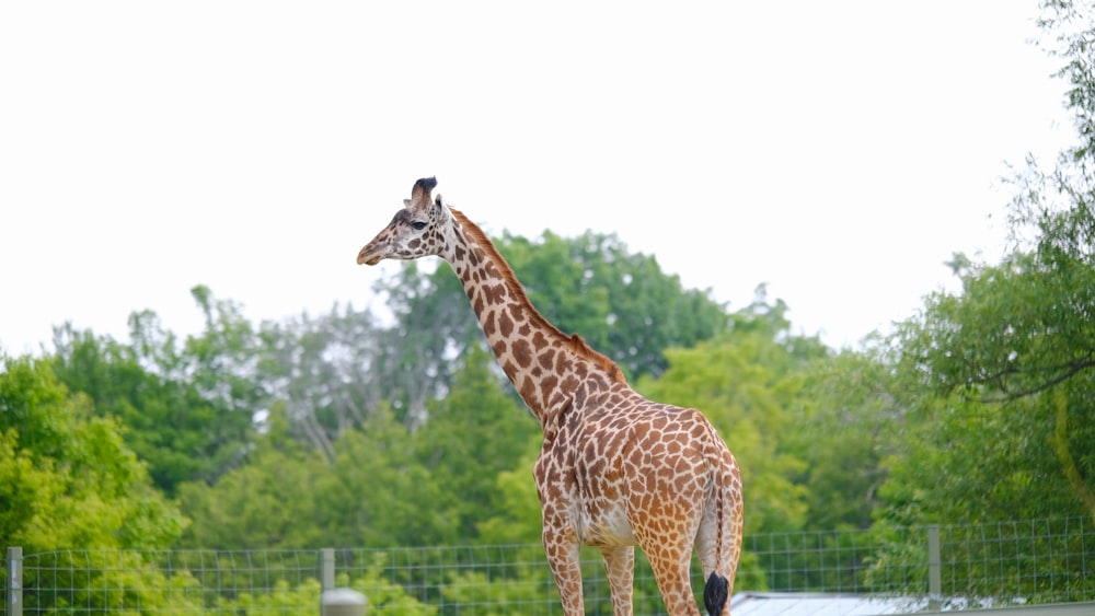 uma girafa em pé em uma área cercada