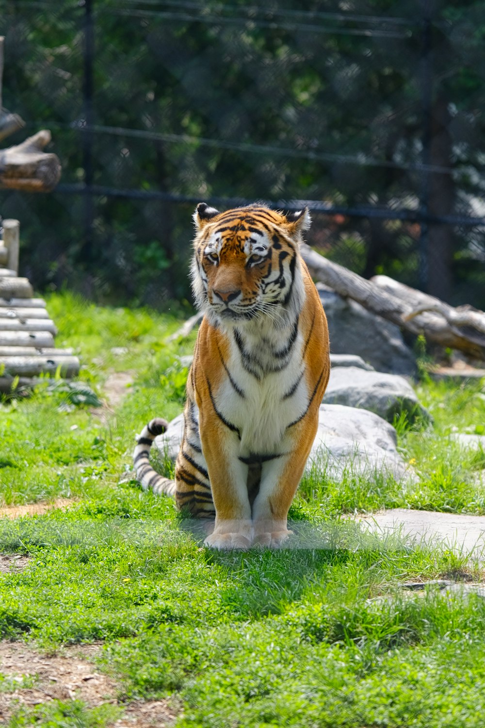 a tiger standing on top of a lush green field