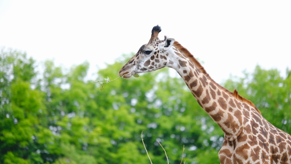 a giraffe standing next to a lush green forest