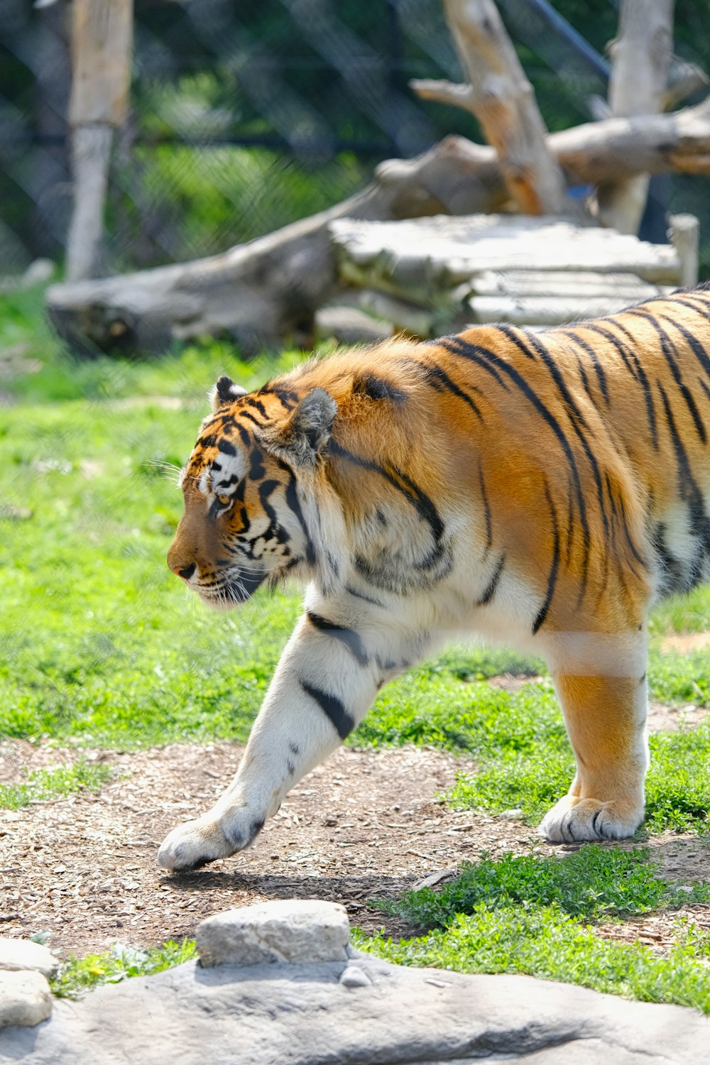 a tiger walking across a lush green field