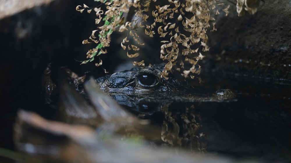 a close up of a frog in a body of water