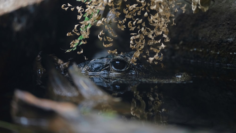 a close up of a frog in a body of water