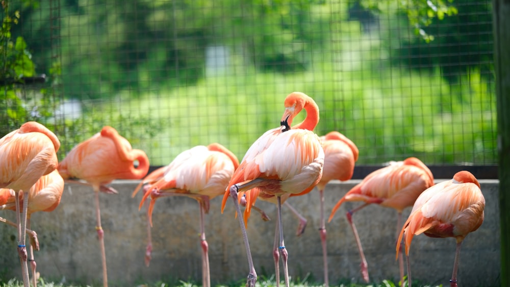 a group of flamingos standing around in a fenced in area