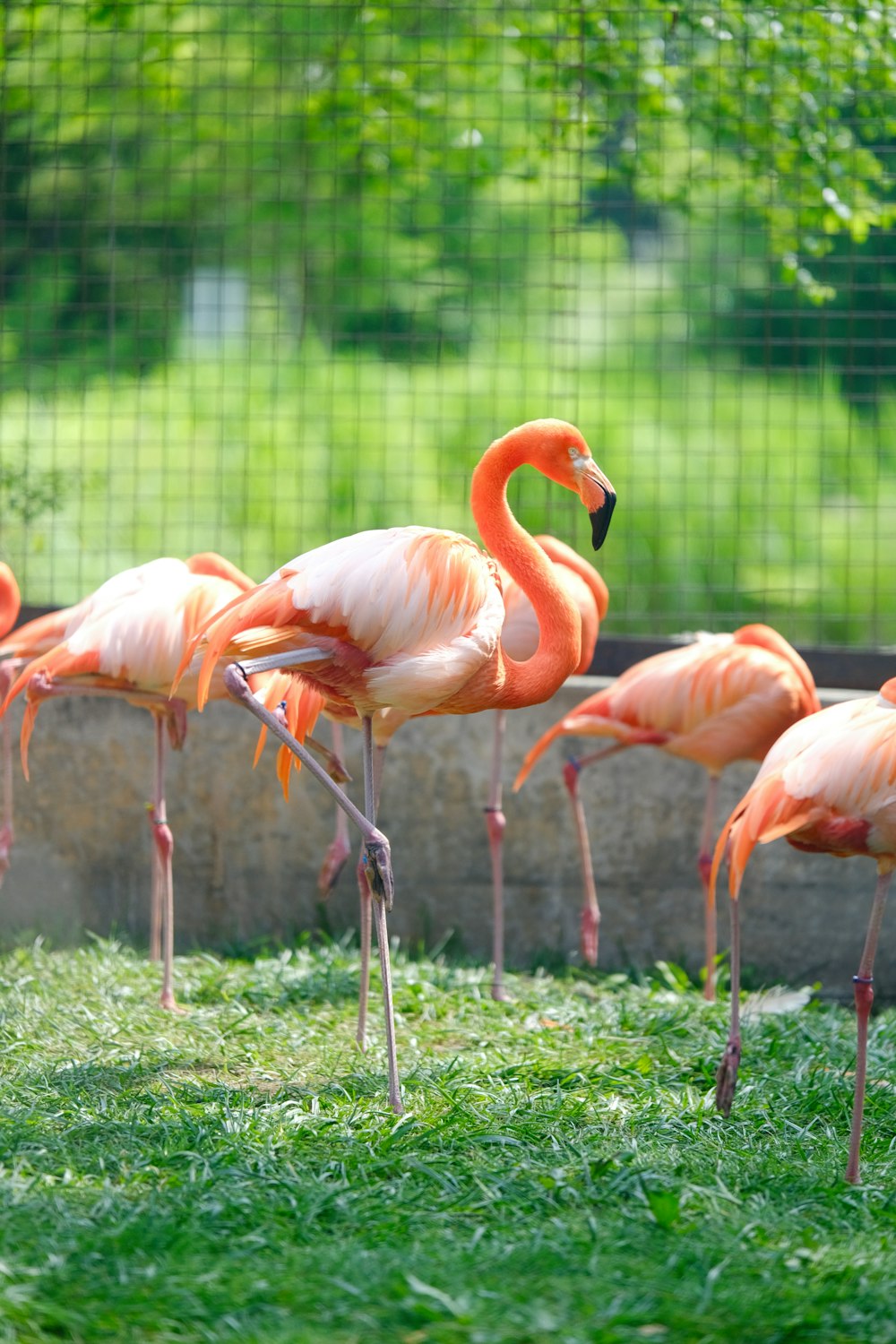 a group of flamingos standing in the grass