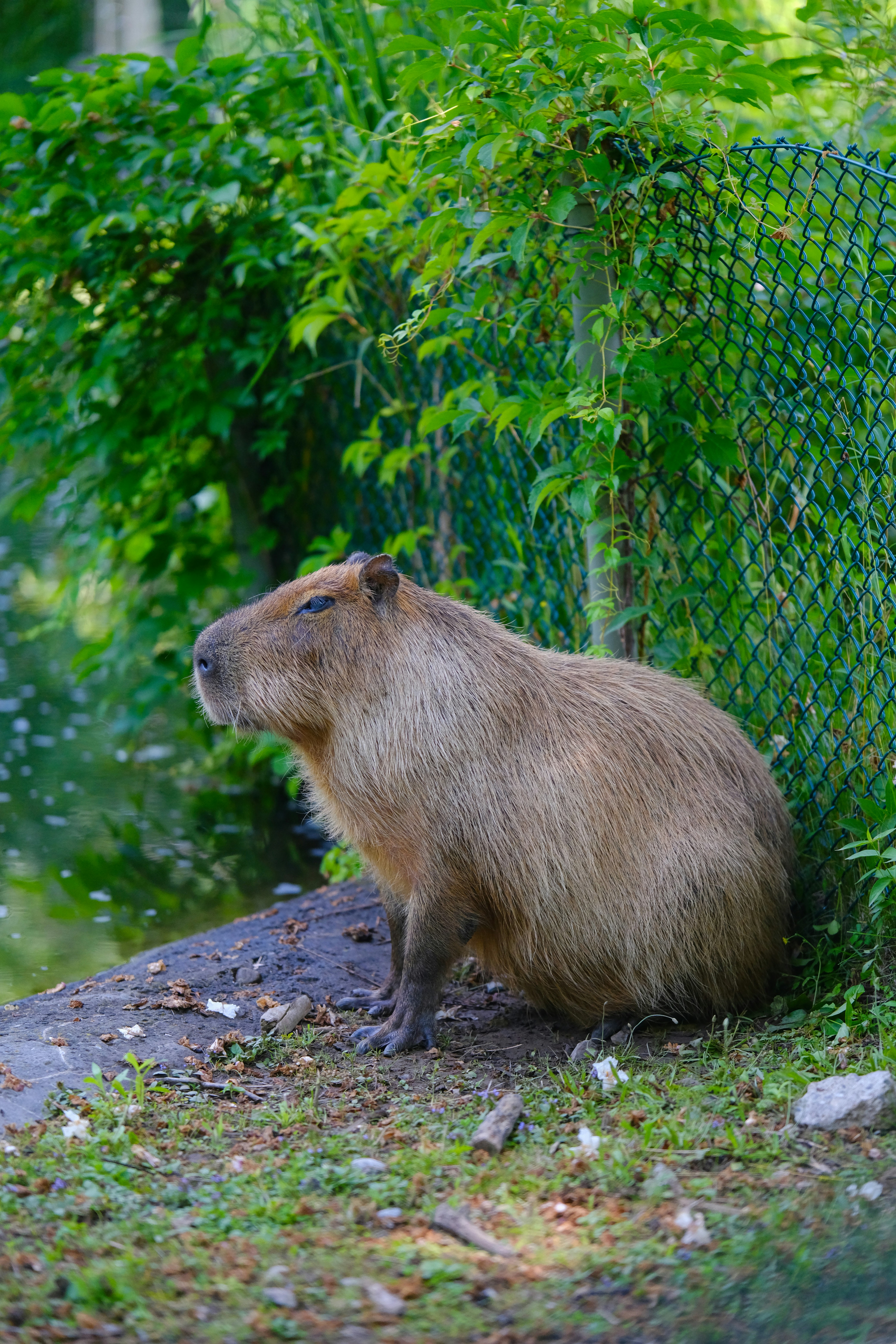 a capybara sitting on the ground next to a fence