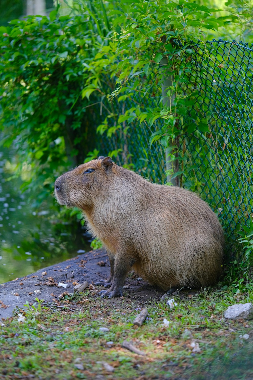 a capybara sitting on the ground next to a fence