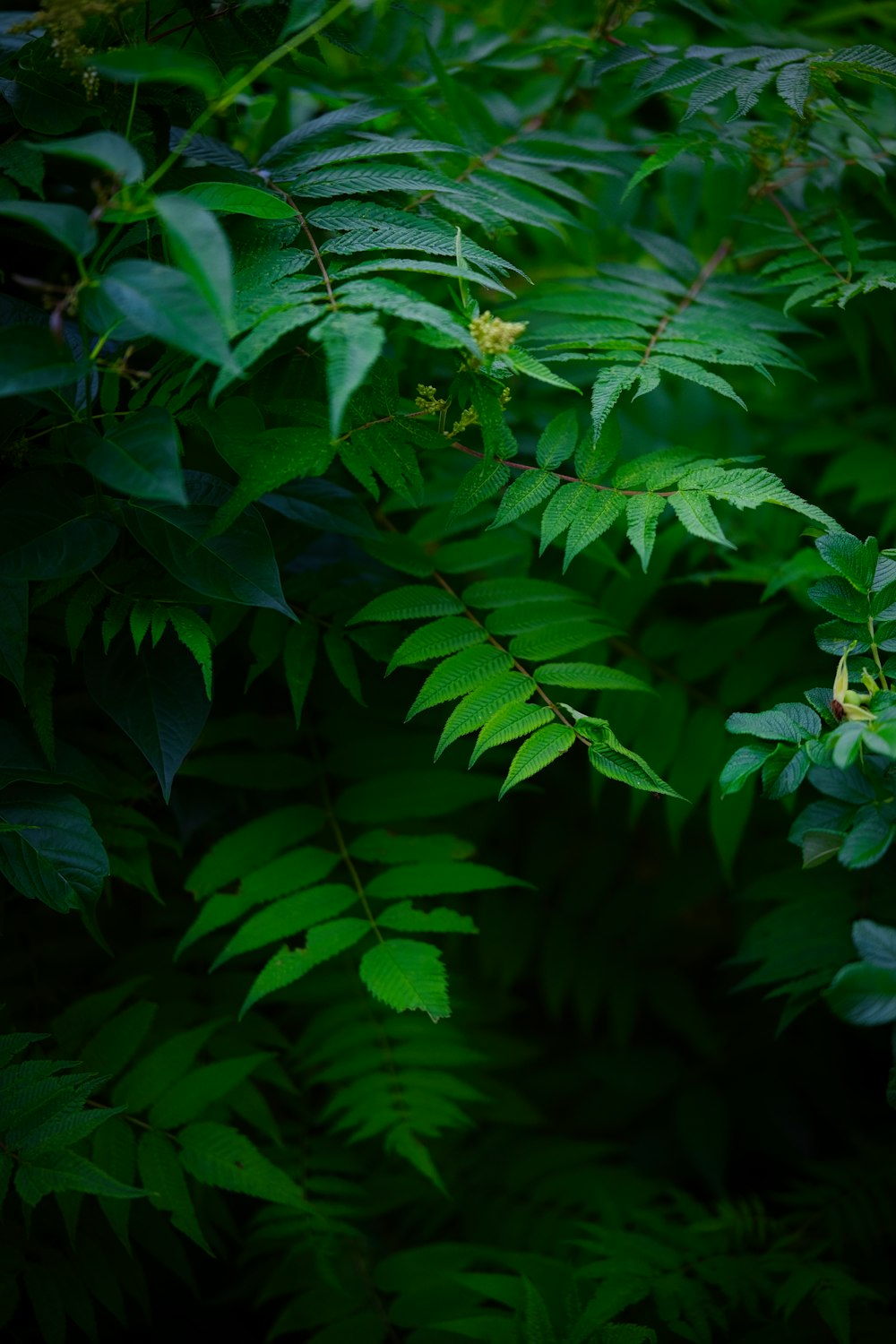 a close up of a bunch of green leaves