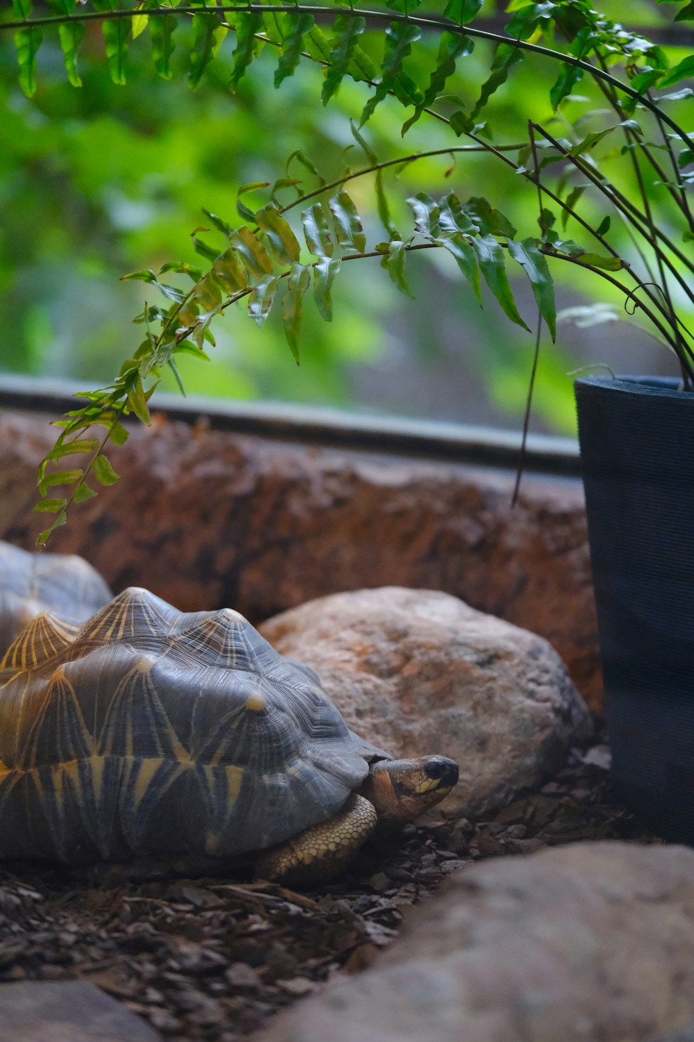 uma tartaruga deitada no chão ao lado de um vaso de planta