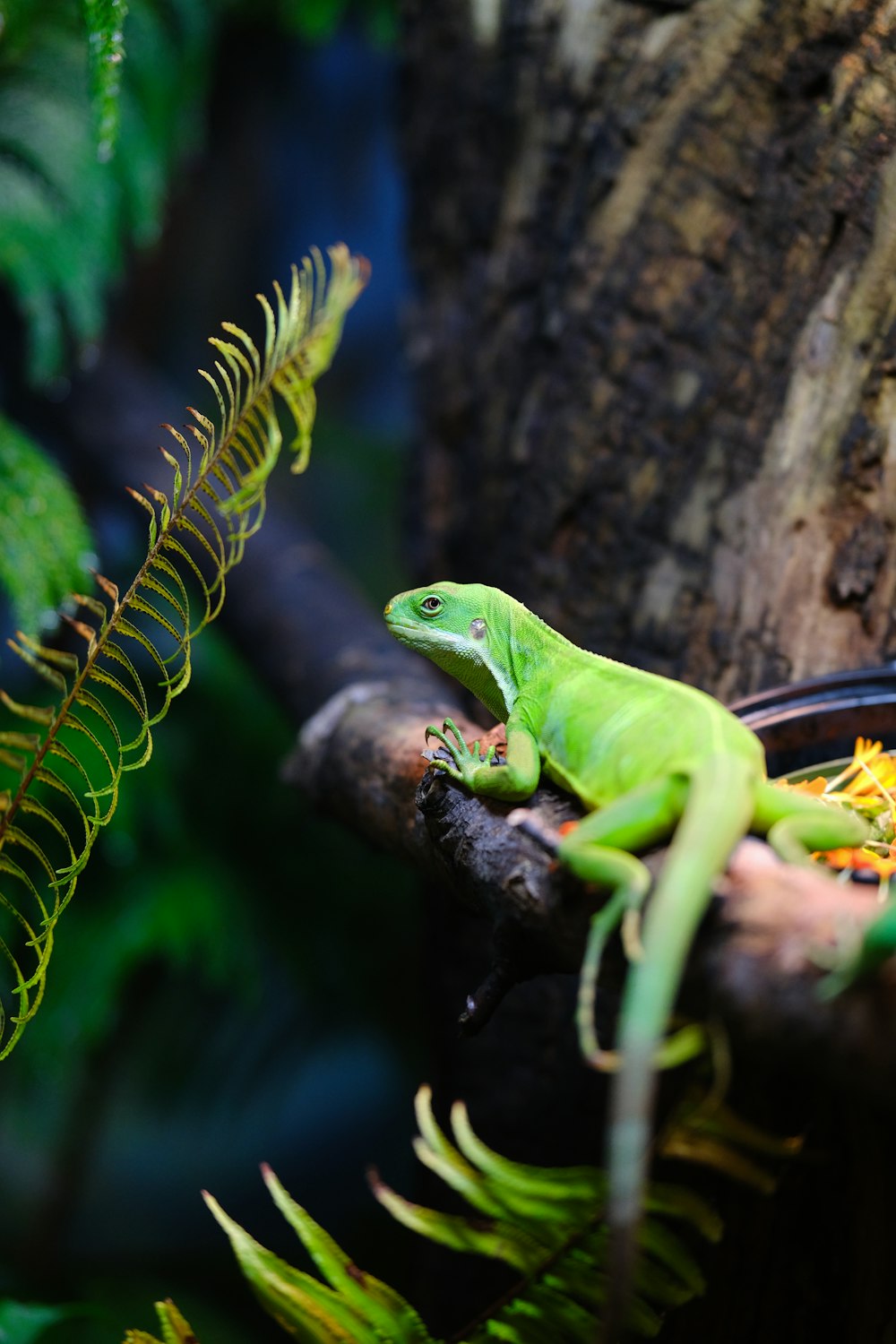 a green lizard sitting on top of a tree branch