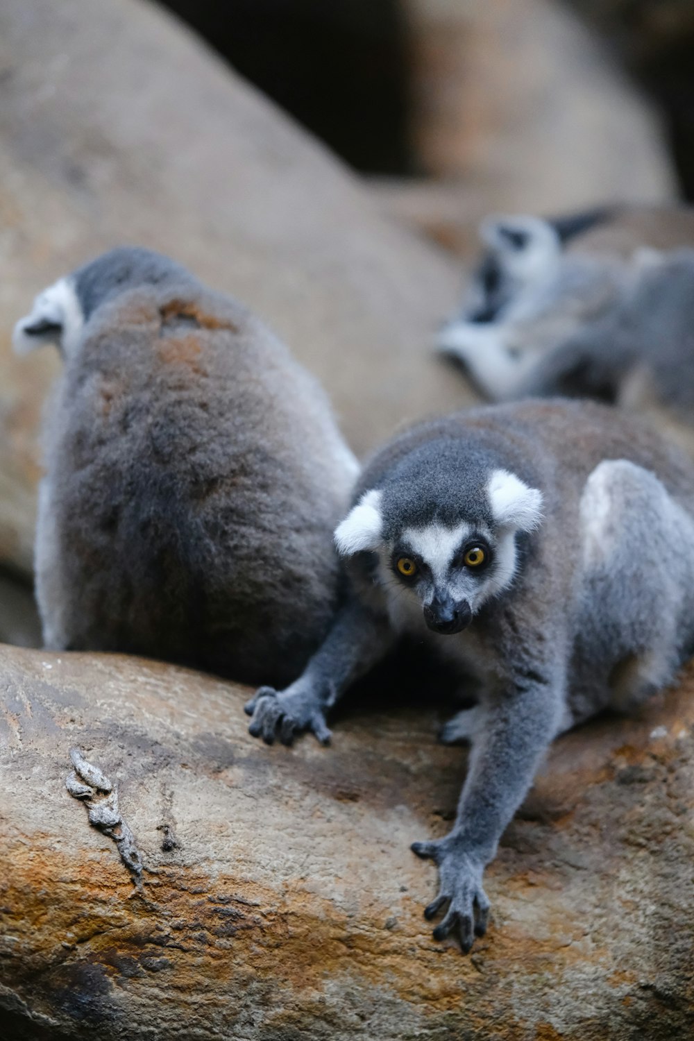 a couple of small animals sitting on top of a rock