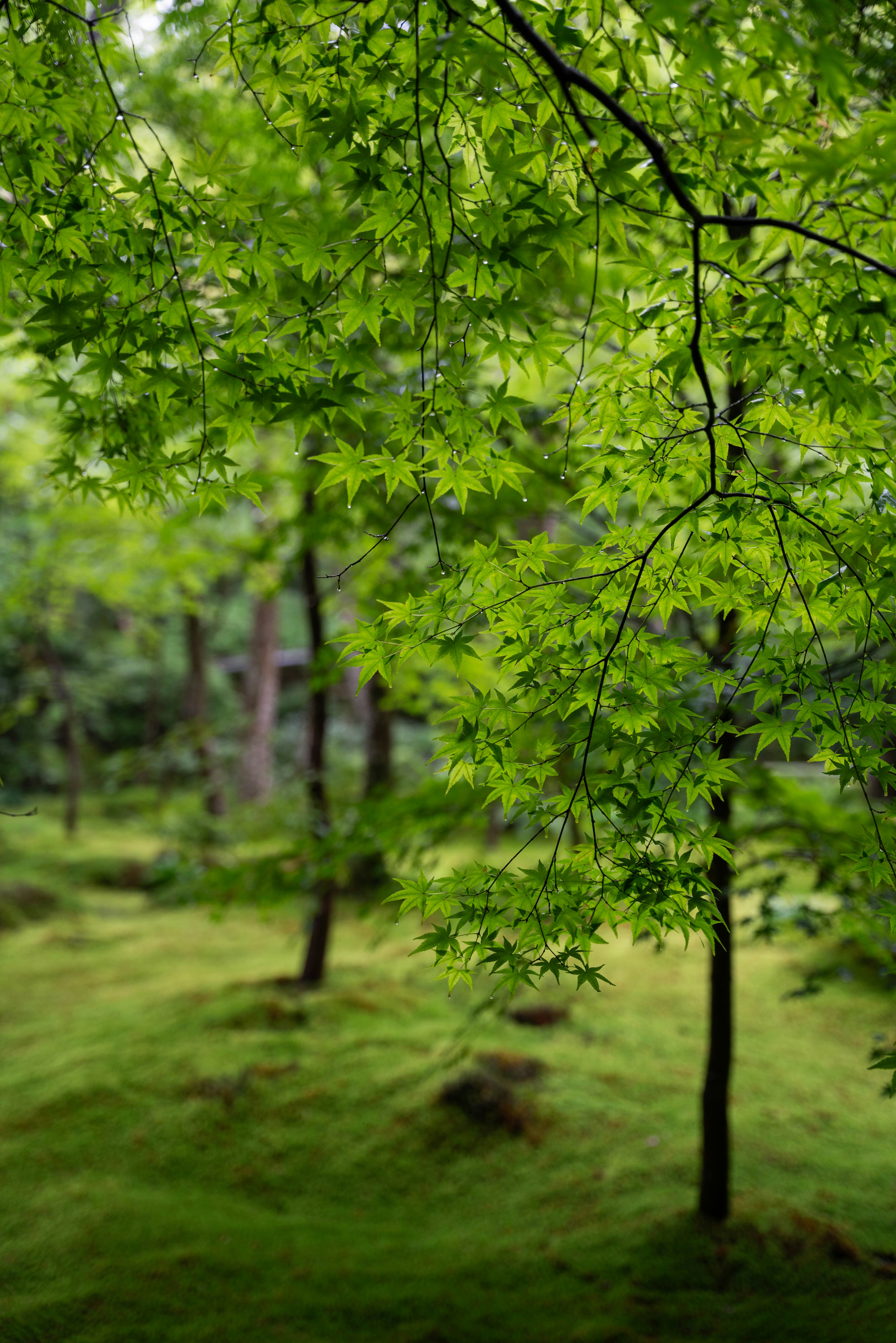 Photo by davidemrich