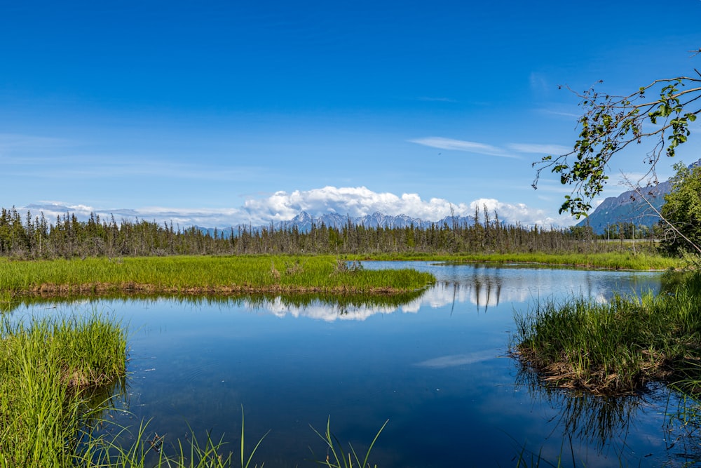 a lake surrounded by tall grass and trees