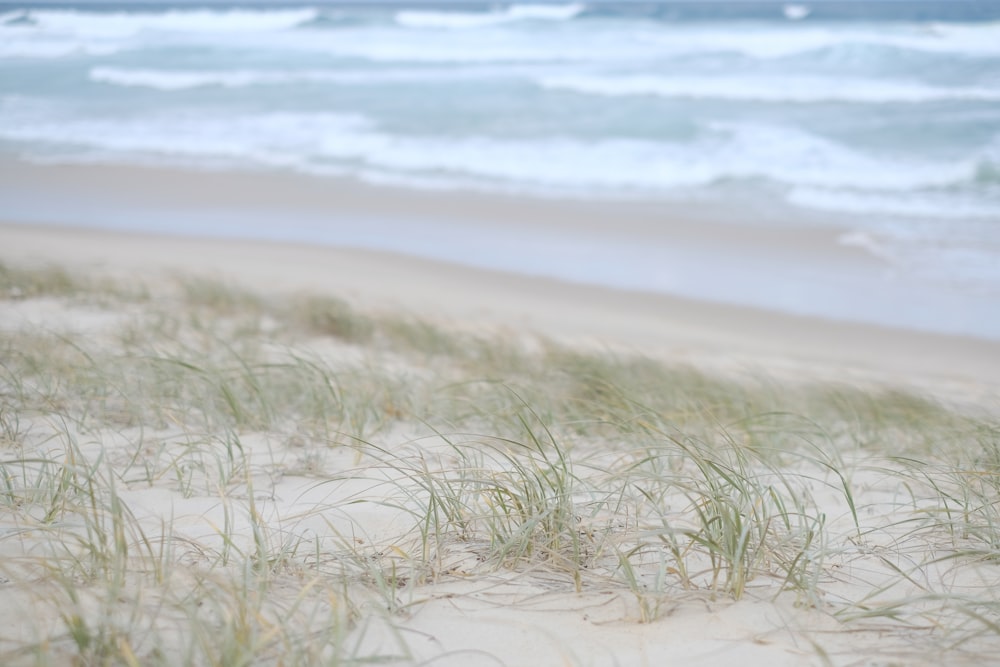 a blurry photo of a beach with grass on the sand