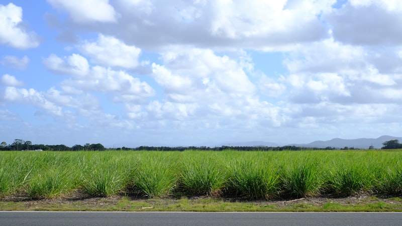 Green sugar cane field under a blue sky with clouds