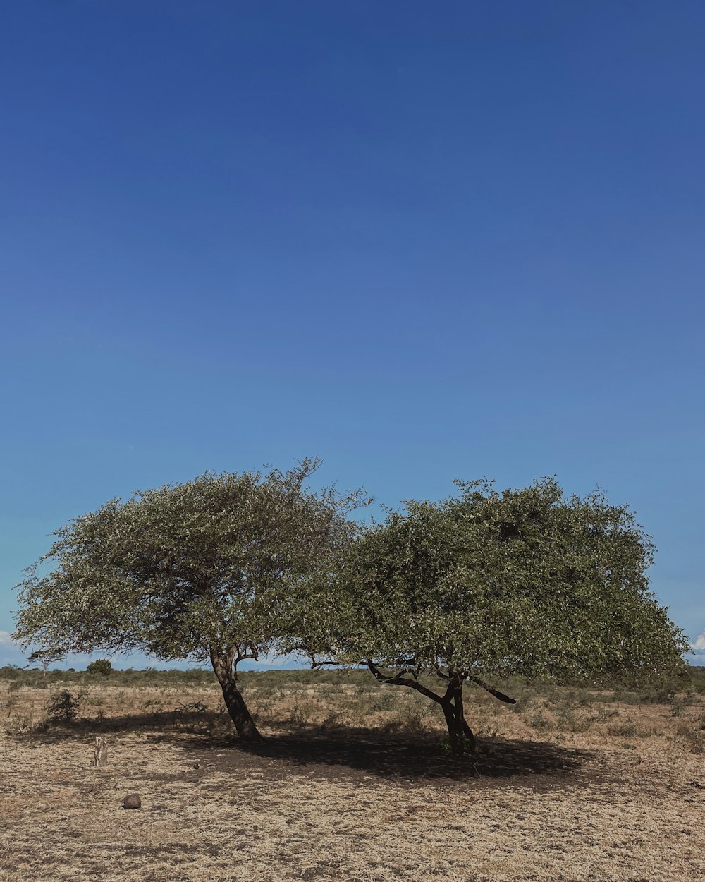 un paio di alberi che sono nella sporcizia