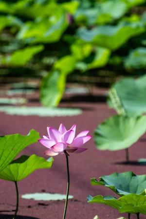 Pink lotus flower in a Vietnamese pond — lotus and centella share deep roots in traditional medicine