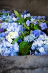 a bunch of blue and white flowers in a bowl