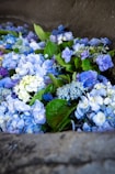 a bunch of blue and white flowers in a bowl