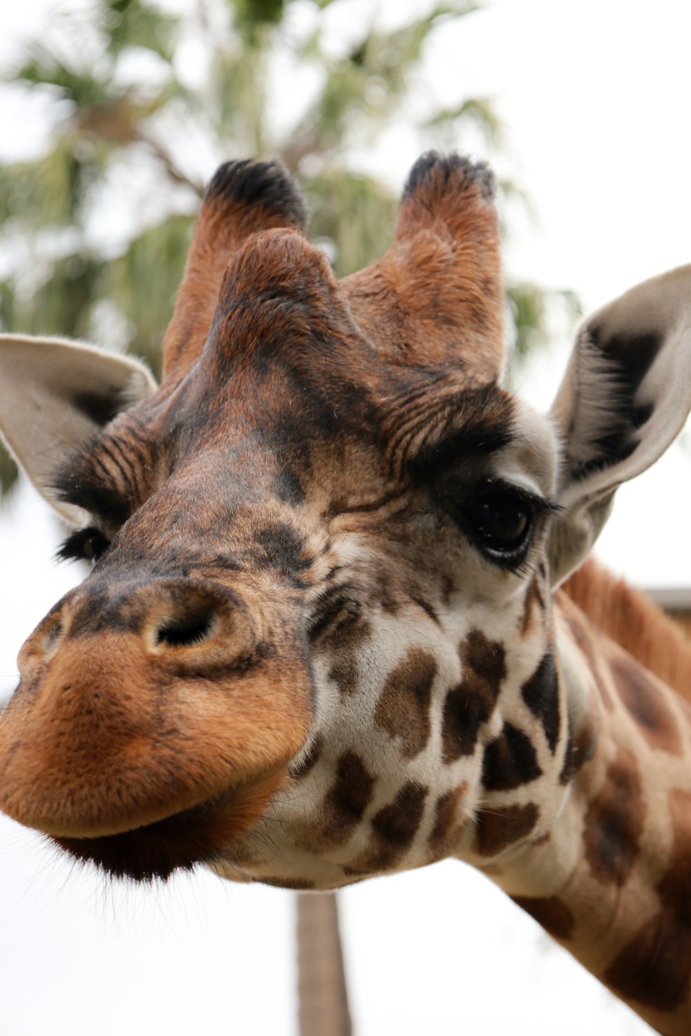 a close up of a giraffe's face with trees in the background